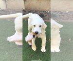 Small #15 Great Pyrenees
