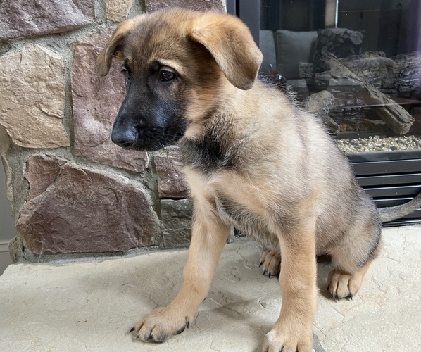 Medium Photo #2 German Shepherd Dog Puppy For Sale in MOORESVILLE, NC, USA