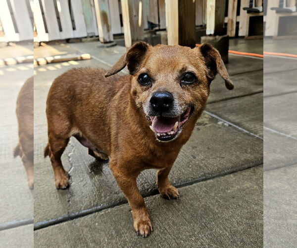 Medium Photo #6 Chiweenie Puppy For Sale in Chicago, IL, USA