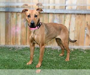 Labrador Retriever-Rhodesian Ridgeback Mix Dogs for adoption in West Valley, UT, USA
