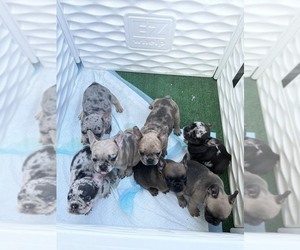 French Bulldog Puppy for sale in TALLAHASSEE, FL, USA