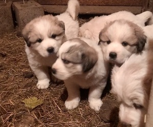 Great Pyrenees Puppy for sale in CROSS PLAINS, IN, USA