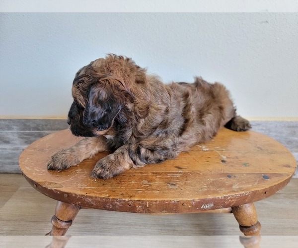 Medium Photo #13 Miniature Bernedoodle Puppy For Sale in CUBA CITY, WI, USA