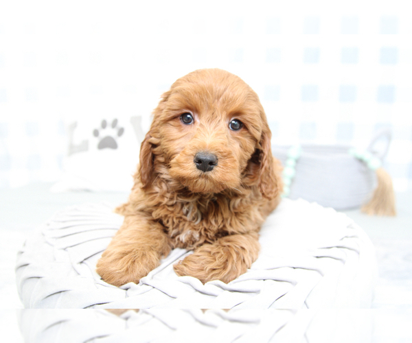 Medium Photo #3 Goldendoodle (Miniature) Puppy For Sale in MARIETTA, GA, USA