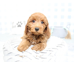 Small Photo #3 Goldendoodle (Miniature) Puppy For Sale in MARIETTA, GA, USA