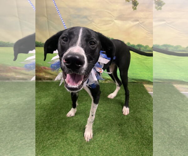 Medium Photo #3 Great Dane-Pointer Mix Puppy For Sale in Euless, TX, USA