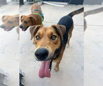 Small #4 Labrador Retriever Mix