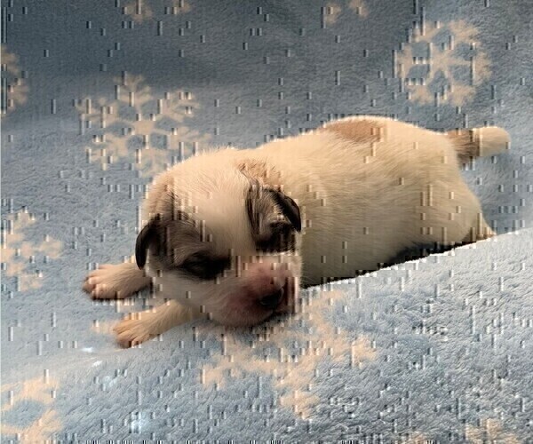 Medium Photo #4 Great Pyrenees Puppy For Sale in MOUNT AIRY, NC, USA