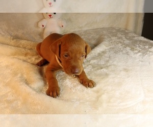 Vizsla Puppy for sale in SCHDY, NY, USA