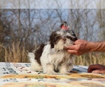 Small #7 Shih Tzu