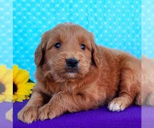 Goldendoodle (Miniature) Puppy for sale in ARTHUR, IL, USA