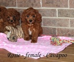 Small #1 Cavapoo