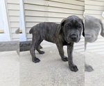 Puppy Pink collar Cane Corso