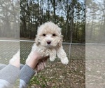 Small Photo #32 Cockapoo Puppy For Sale in BOGART, GA, USA