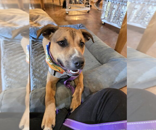 Medium Photo #7 Boxer-Unknown Mix Puppy For Sale in Williamsburg, NM, USA