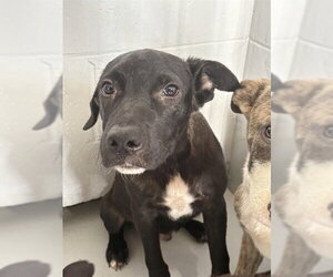 German Shepherd Dog-Unknown Mix Dogs for adoption in Augusta, GA, USA