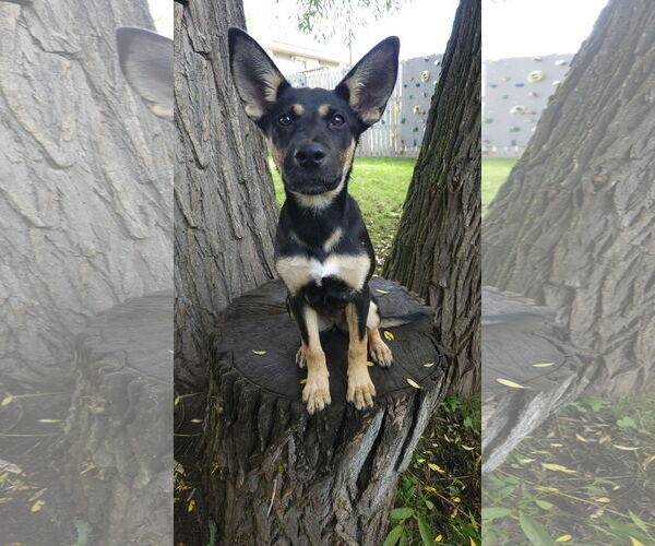 Medium Photo #3 German Shepherd Dog-Unknown Mix Puppy For Sale in Duluth, MN, USA