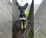 Small #2 German Shepherd Dog Mix
