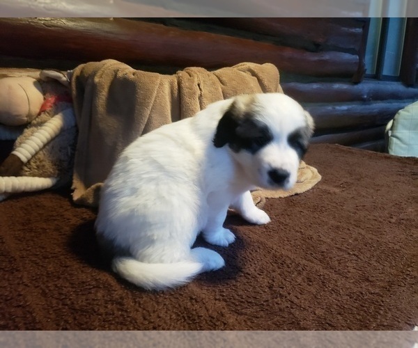 Medium Photo #1384 Anatolian Shepherd-Maremma Sheepdog Mix Puppy For Sale in LECANTO, FL, USA