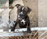 Small #2 Boxer