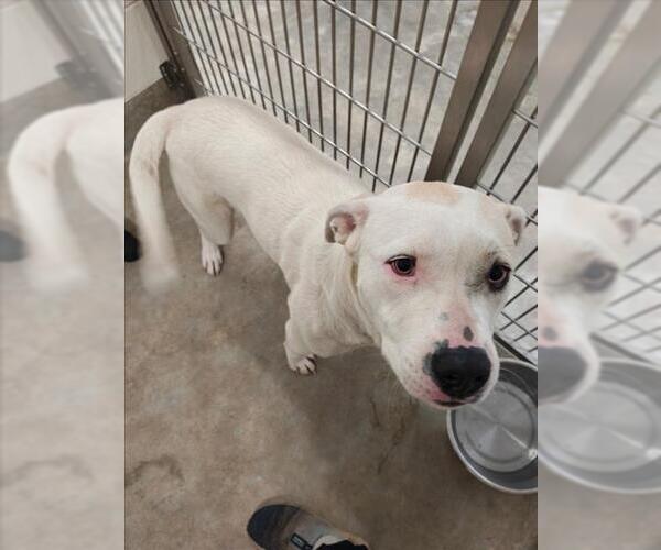 Medium Photo #1 American Pit Bull Terrier-Unknown Mix Puppy For Sale in Jackson, CA, USA