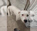 Small American Pit Bull Terrier Mix