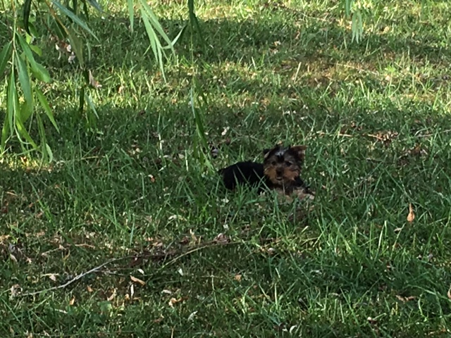Medium Photo #1 Yorkshire Terrier Puppy For Sale in SHELBYVILLE, IL, USA