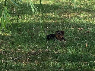 Yorkshire Terrier Puppy for sale in SHELBYVILLE, IL, USA