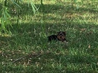 Small Photo #1 Yorkshire Terrier Puppy For Sale in SHELBYVILLE, IL, USA