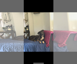 Stan - Male Mutt Dog for Adoption - Photo #3