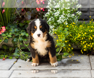 Medium Bernese Mountain Dog