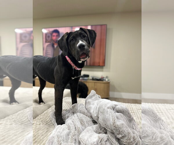 Medium Photo #3 Mastiff-Unknown Mix Puppy For Sale in Sandy, UT, USA