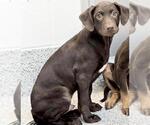 Small #2 Labrador Retriever Mix