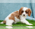 Small #2 Cavapoo