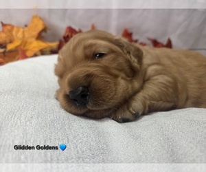 Golden Retriever Puppy for sale in GOODYEAR, AZ, USA