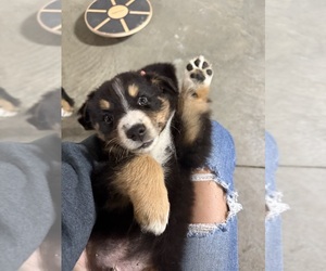 Australian Shepherd Puppy for sale in WELLINGTON, MO, USA