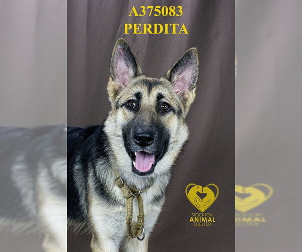 Medium Photo #2 German Shepherd Dog Puppy For Sale in Stockton, CA, USA
