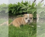 Small Photo #2 Bulldog Puppy For Sale in KOKOMO, IN, USA