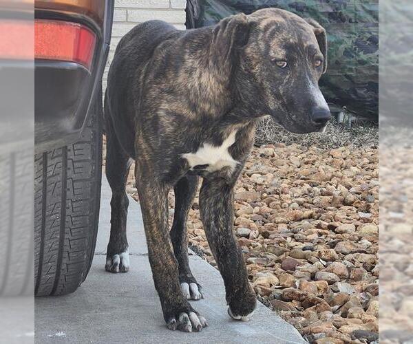 Medium Photo #1 American Staffordshire Terrier-Unknown Mix Puppy For Sale in San Antonio, TX, USA