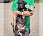 Small #3 German Shepherd Dog Mix
