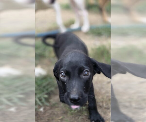 Medium Photo #2 Dachsador Puppy For Sale in Aurora, IN, USA