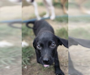 SRV Maya Empire : Stephenie - Female Dachsador Dog for Adoption - Photo #2