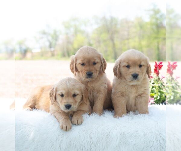 Medium Photo #2 Golden Retriever Puppy For Sale in NEWPORT, PA, USA