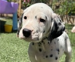 Small #1 Dalmatian