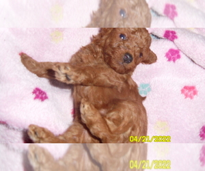 Poodle (Toy) Puppy for sale in DULUTH, GA, USA