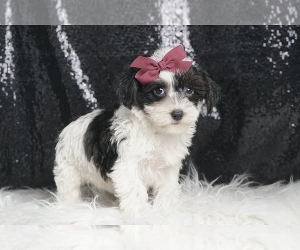 Medium Photo #4 YorkiePoo Puppy For Sale in WARSAW, IN, USA