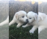 Small Photo #8 Maremma Sheepdog Puppy For Sale in CONNEAUT, OH, USA