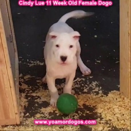 Medium Photo #125 Dogo Argentino Puppy For Sale in PINEVILLE, MO, USA