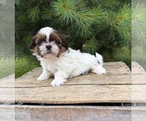 Shih Tzu Puppy for Sale in MIDDLEBURY, Indiana USA