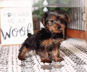 Yorkshire Terrier Puppy for sale in NAPLES, FL, USA